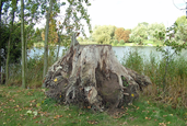 Stump Grinding - Lakeland Tree Service