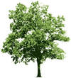 Burr Oak tree graphic