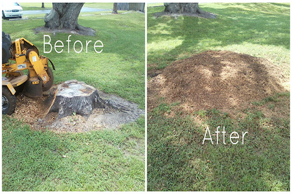 Before and After Stump Grinding